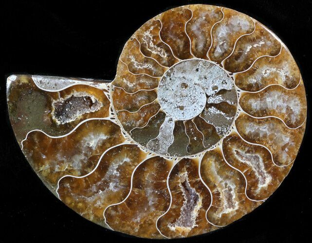 Agatized Ammonite Fossil (Half) #39611